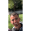 Christopher DOMINGUES